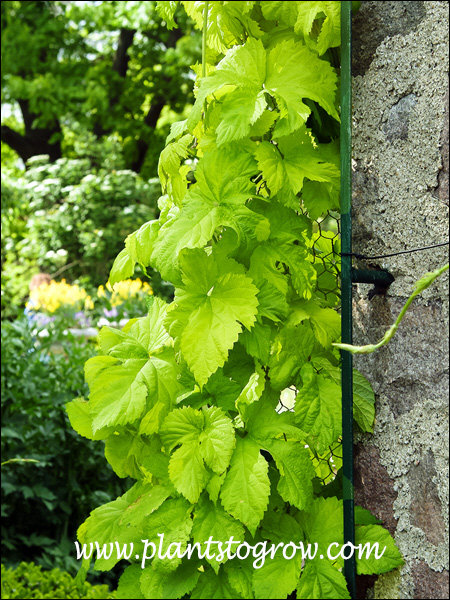 The bright yellow color brightens up this shaded area.